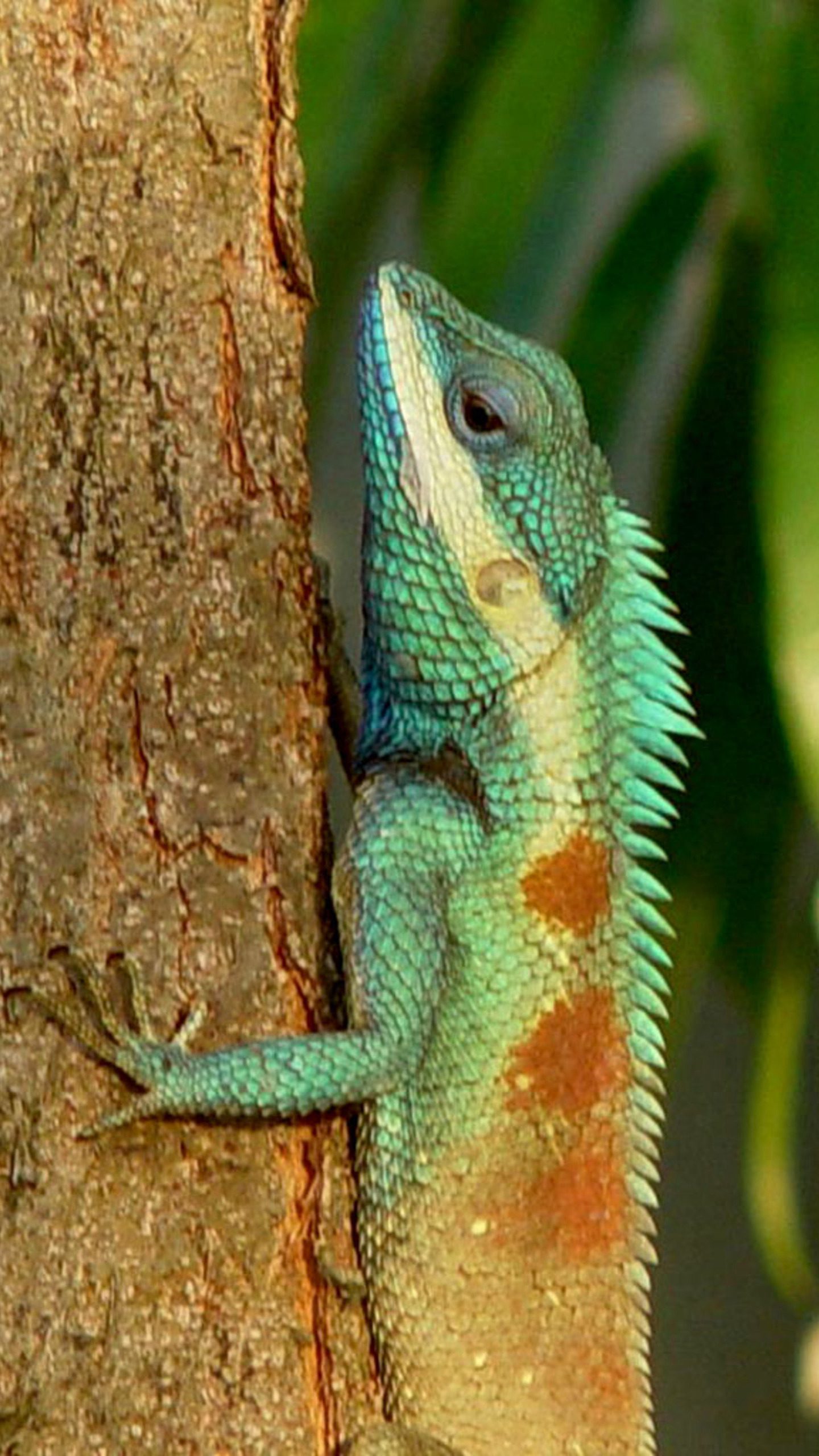 Green Tree Lizard with Orange Spots on Bark Close-Up Wallpaper