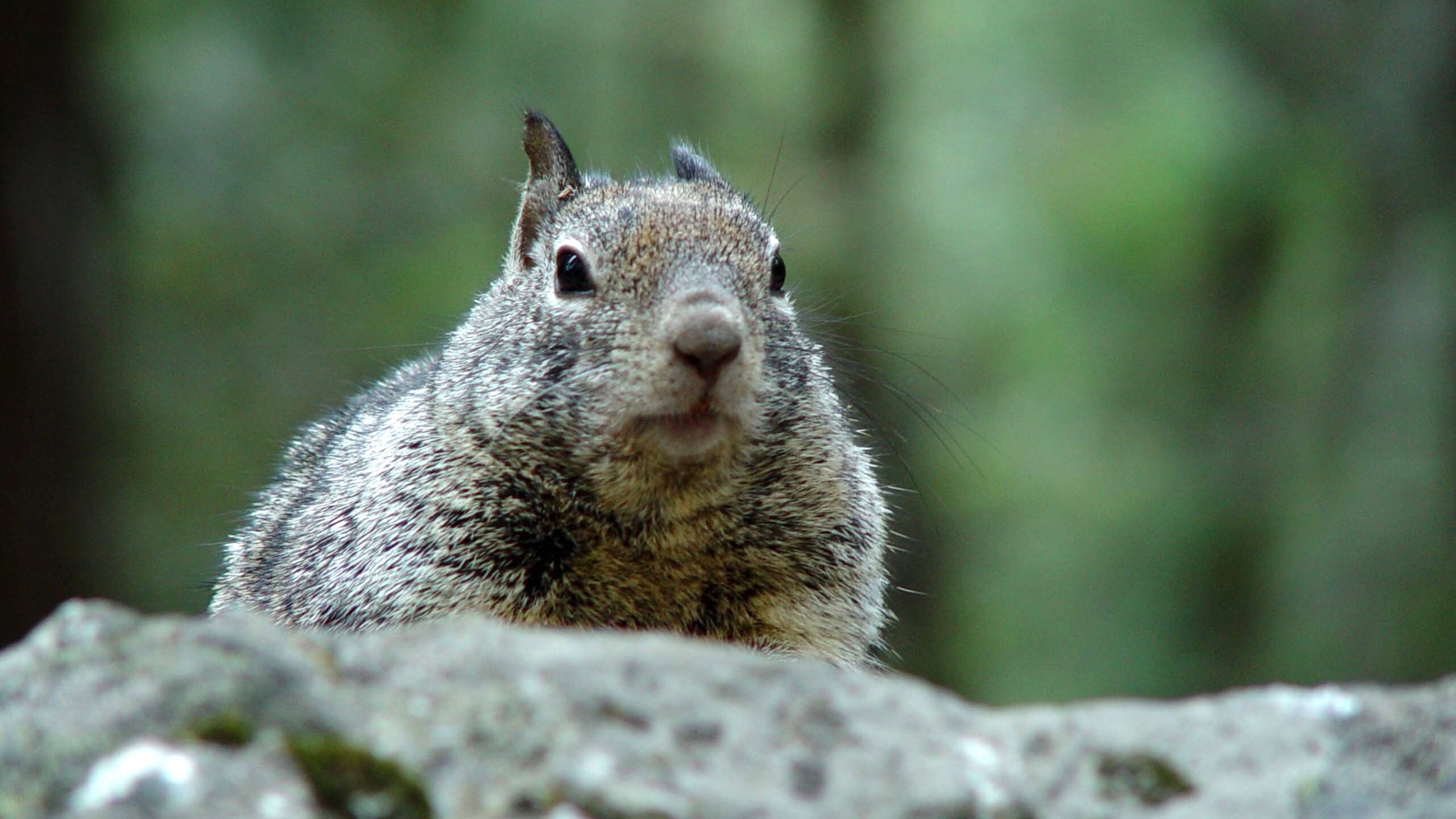 Curious Ground Squirrel Close-Up in Yosemite 4K/QHD Wallpaper