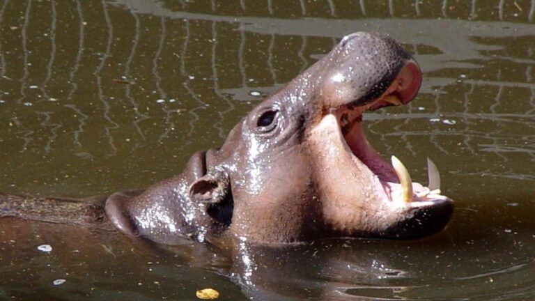 Hippopotamus Emerging from Water with Open Mouth HD Wallpaper