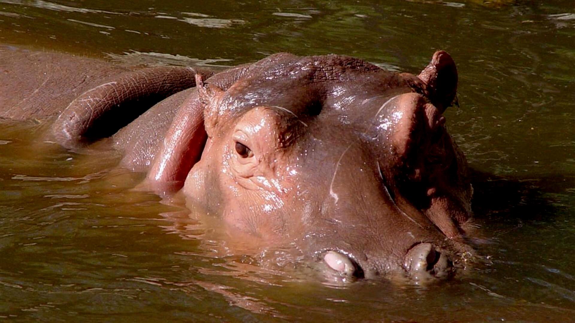 Hippopotamus Resting in Water HD Wallpaper
