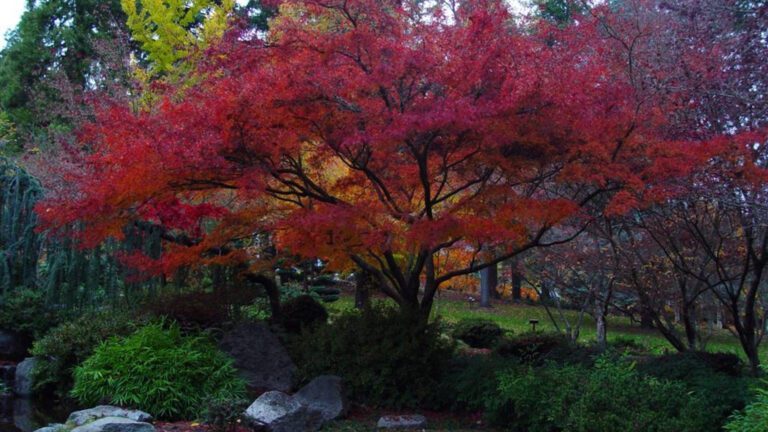 Japanese Maple Tree in Autumn Garden HD Wallpaper