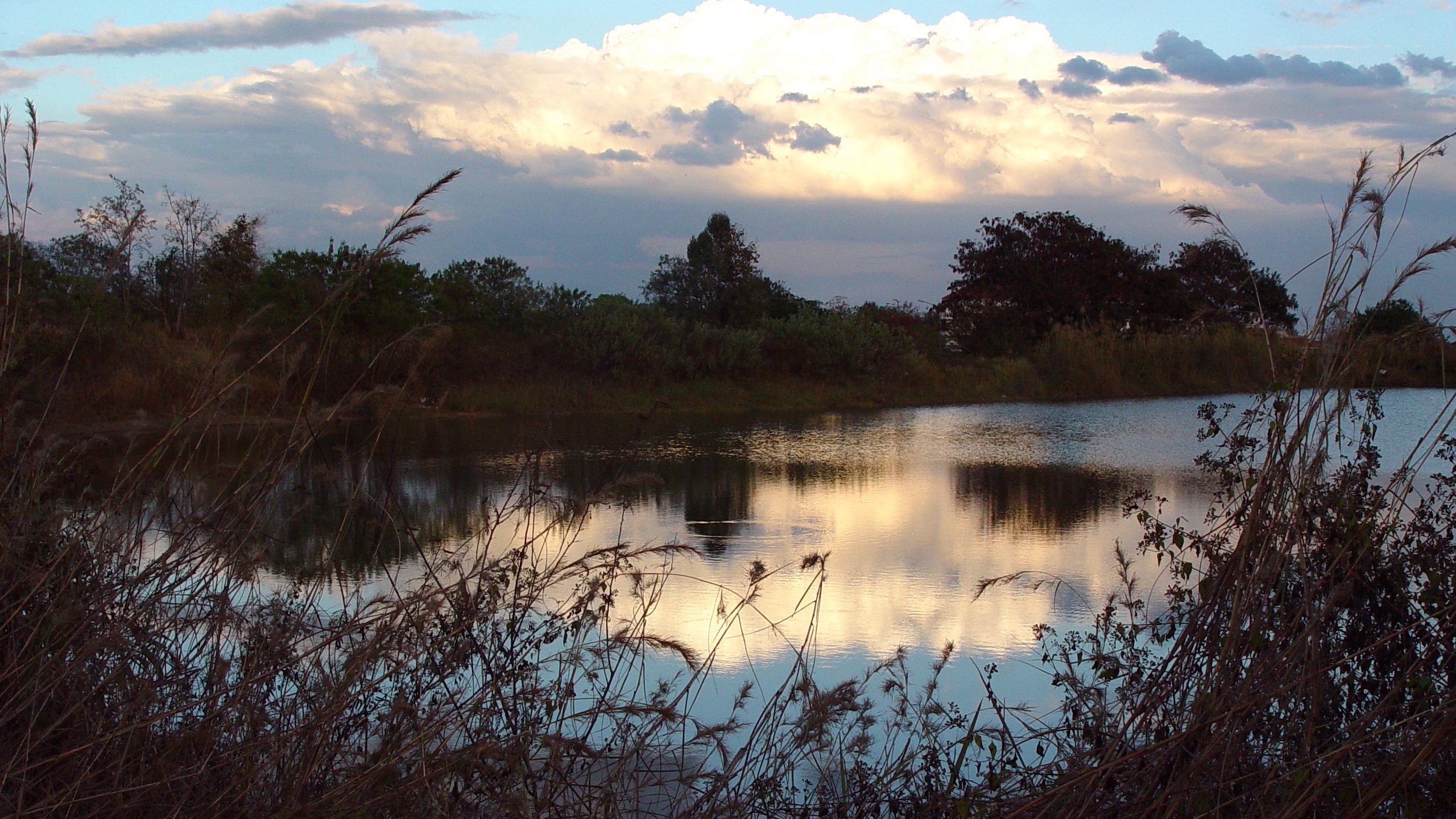 Lake with Cloud Reflections and Reeds – Soft Light QHD Wallpaper