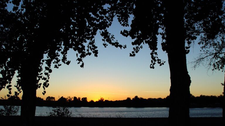 Lakeside Sunset Tree Silhouette QHD Wallpaper