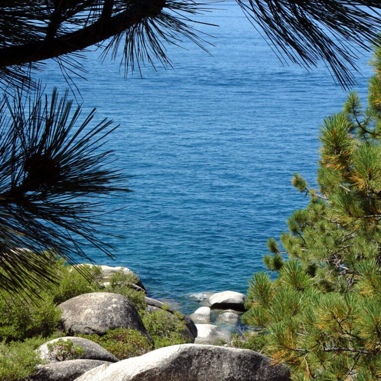 Lake Tahoe Blue Water Through Pine Trees – Rocky Shore Square Wallpaper