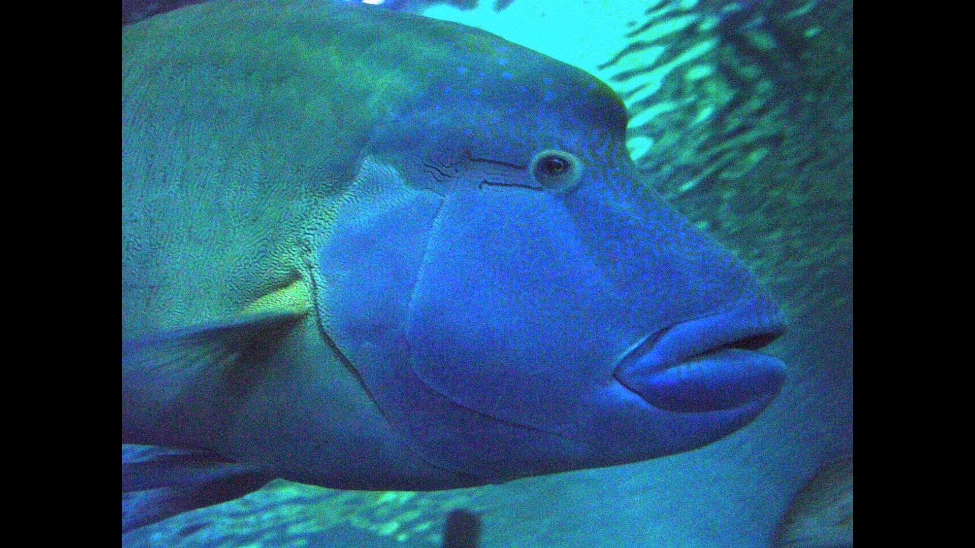 Large Blue Fish Underwater Ocean Marine Life HD Wallpaper