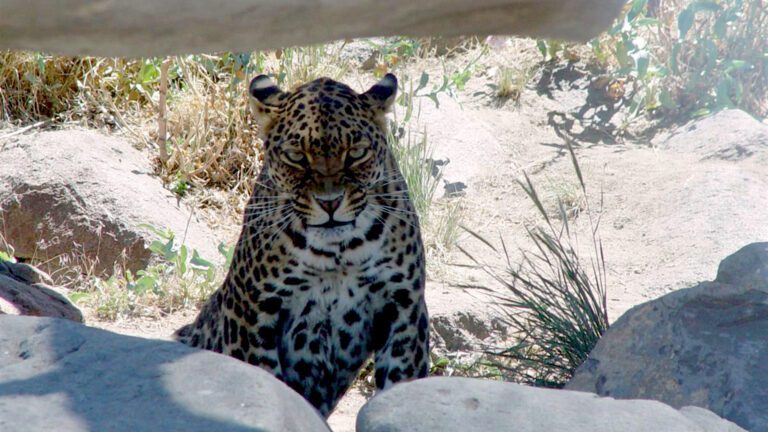 Leopard Resting in Natural Habitat Close-Up HD Wallpaper
