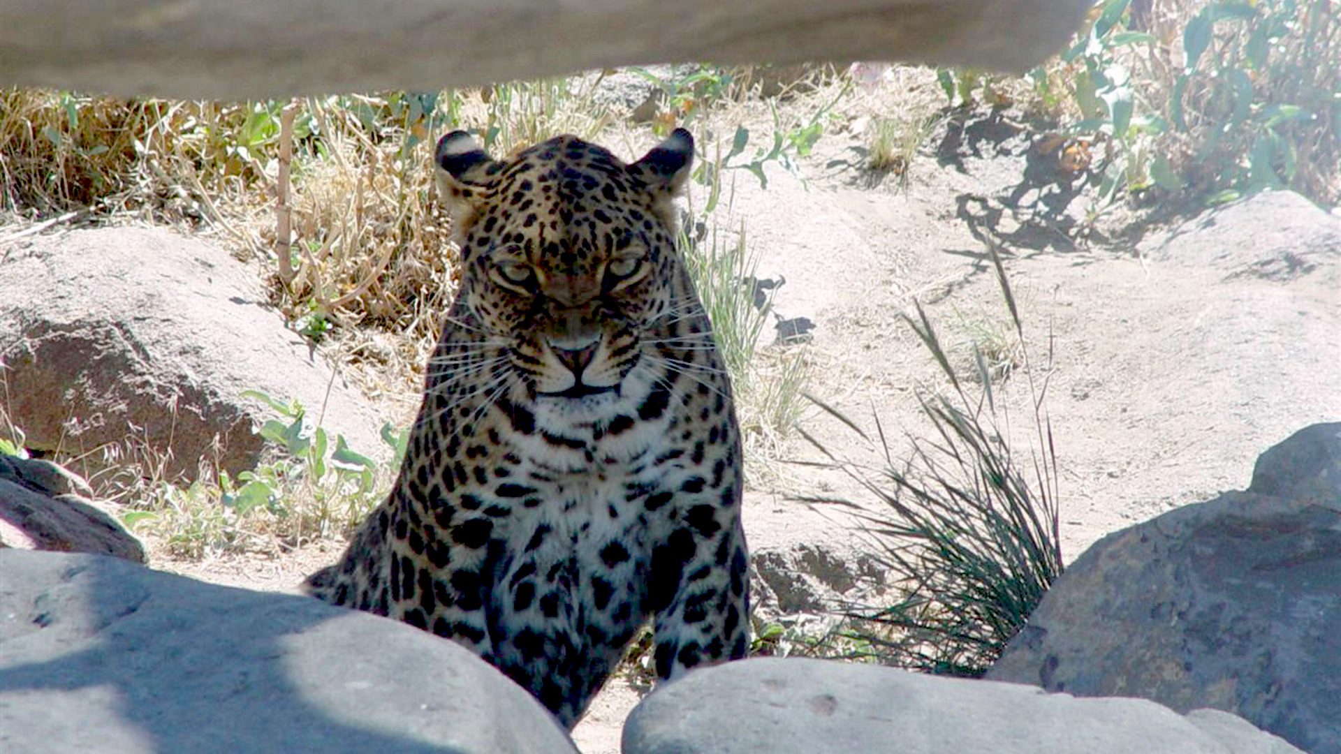 Leopard Resting in Natural Habitat Close-Up HD Wallpaper