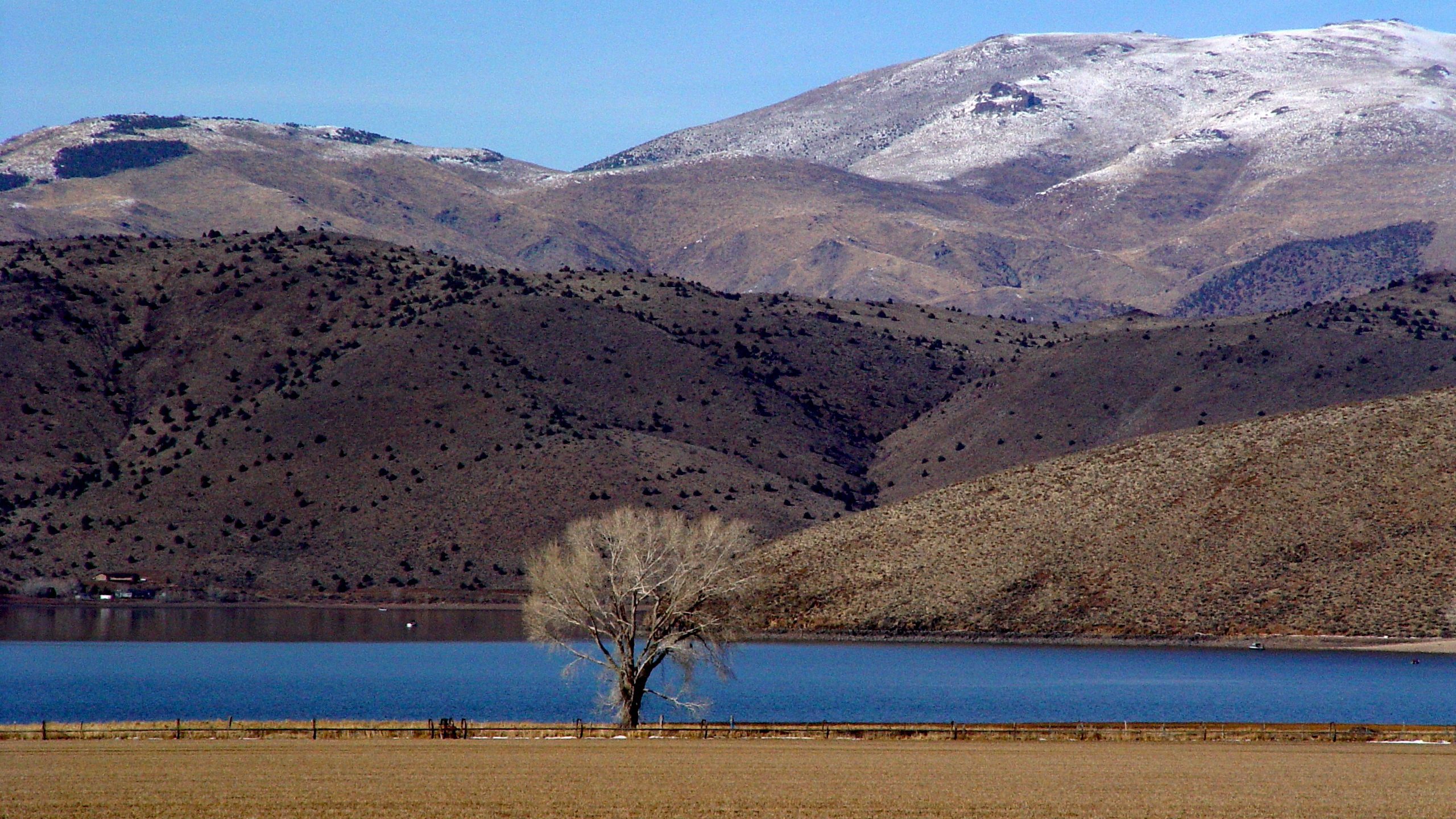 Lone Tree by Lake with Dry Hills – Minimal Landscape QHD Wallpaper