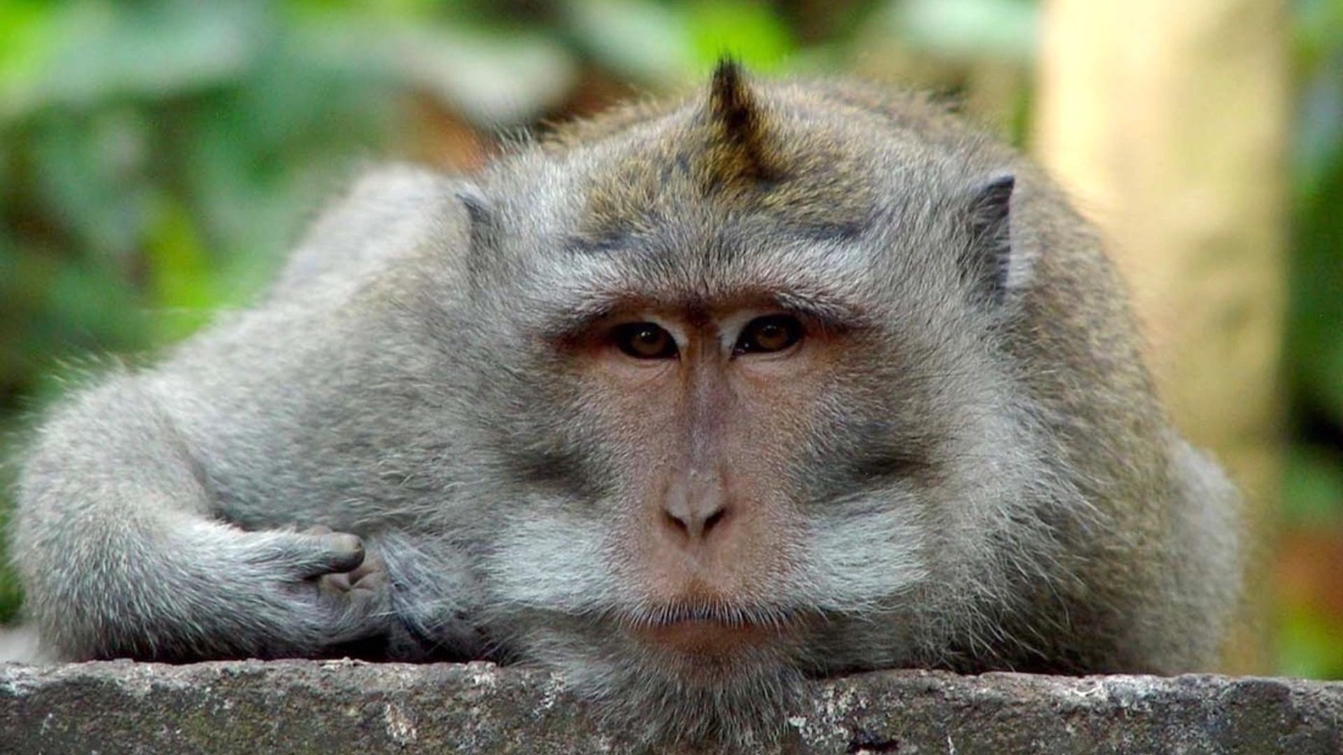 Macaque Monkey Close-Up Portrait Wildlife HD Wallpaper