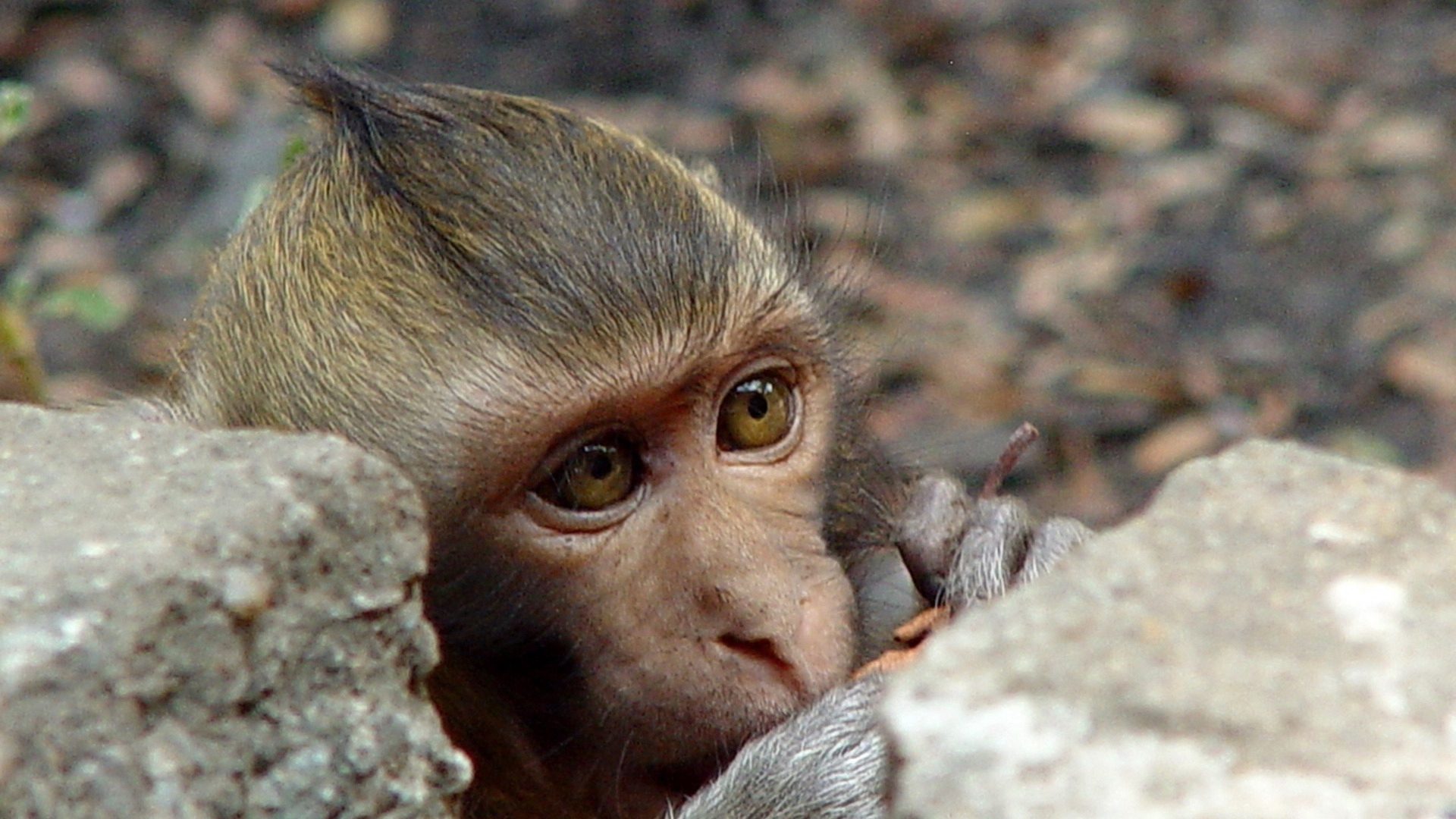 Macaque Monkey Resting on Rocks HD Wallpaper