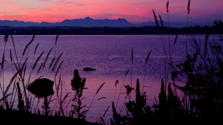 Magenta Sunset Over Lake with Silhouetted Grass HD Wallpaper