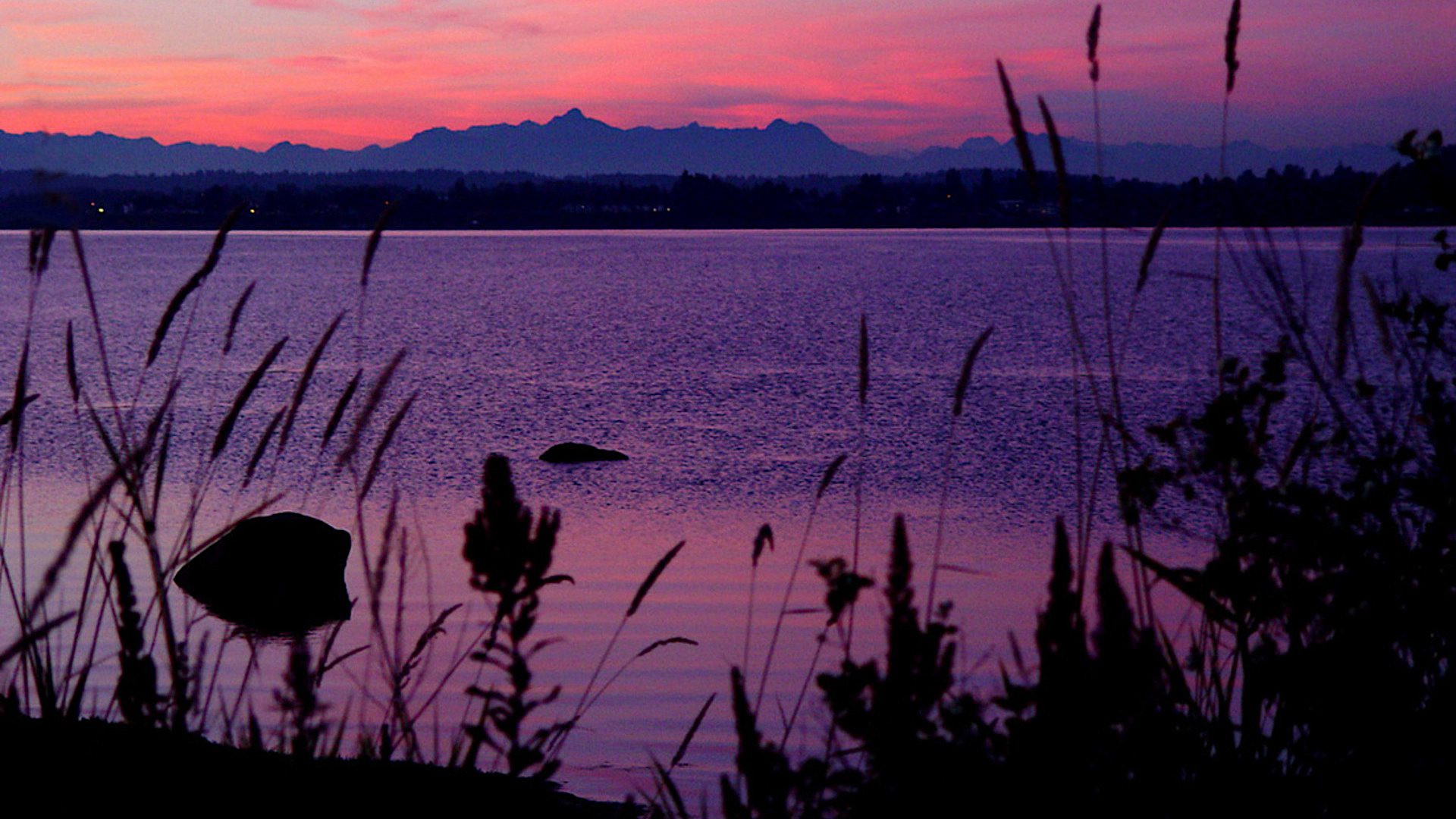 Magenta Sunset Over Lake with Silhouetted Grass HD Wallpaper