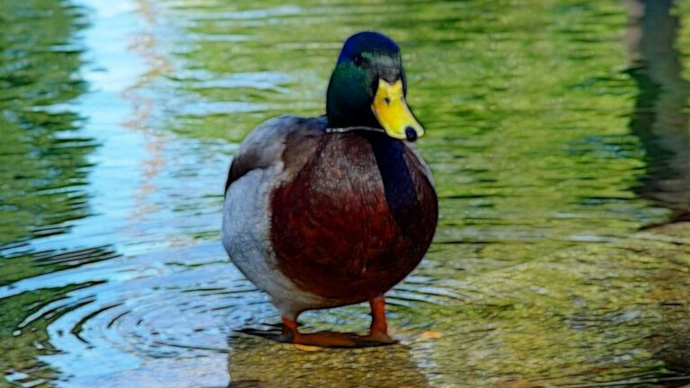 Mallard Duck Standing in Shallow Water HD Wallpaper