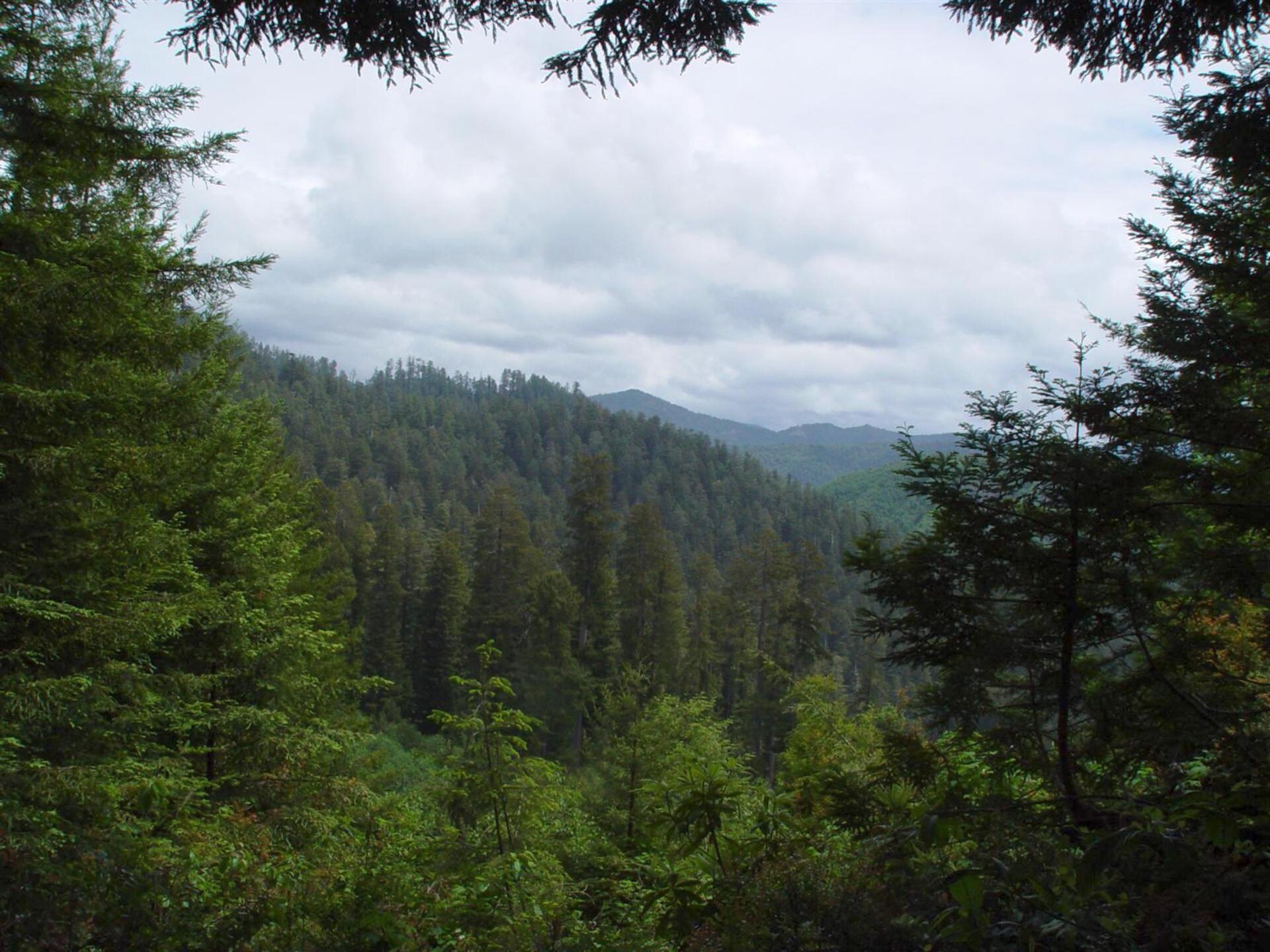 Misty Forest Mountain HD Wallpaper | Foggy Woodland Landscape