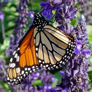 Monarch butterfly resting on purple flowers with vibrant orange and black wings.