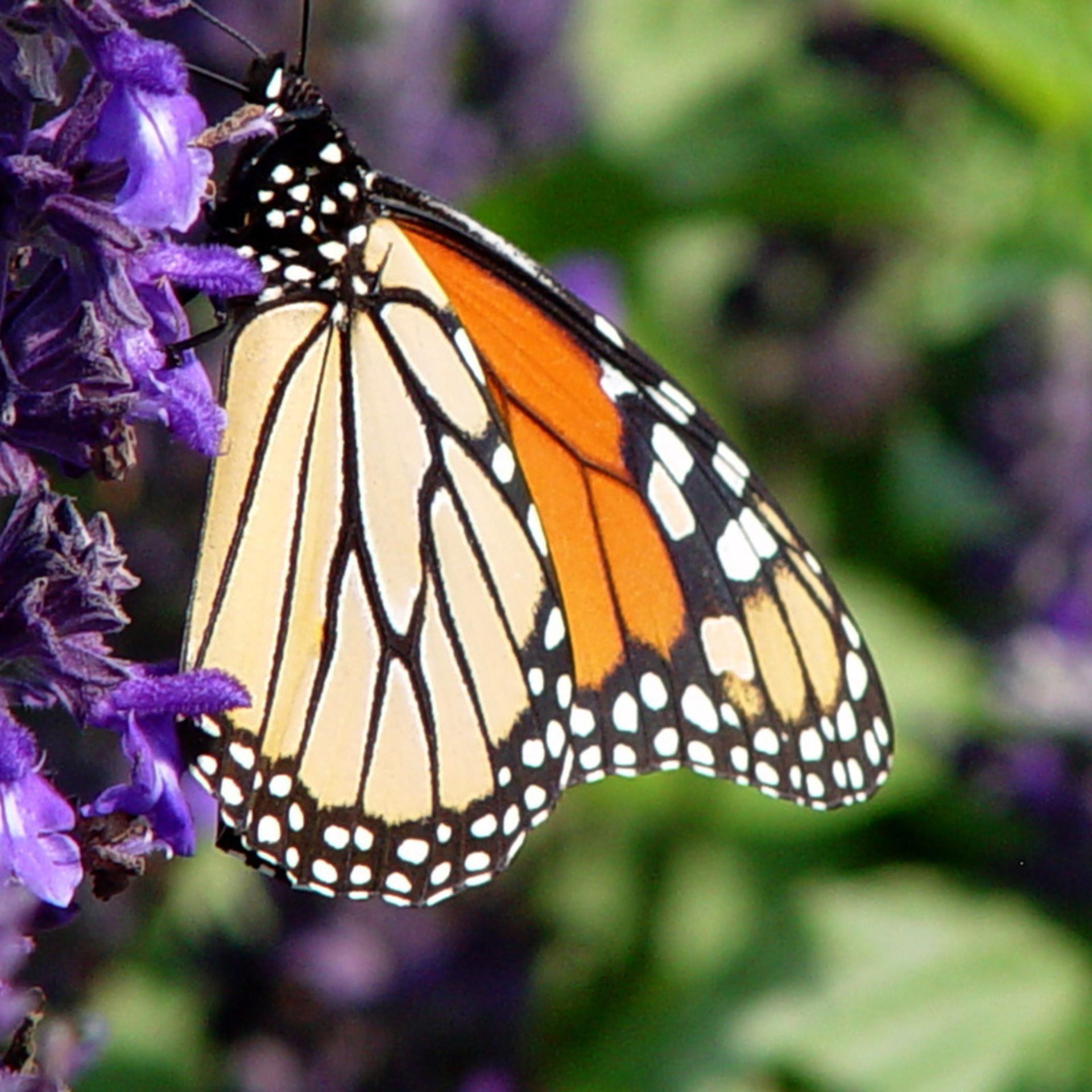 Monarch Butterfly on Purple Flowers Macro Wallpaper
