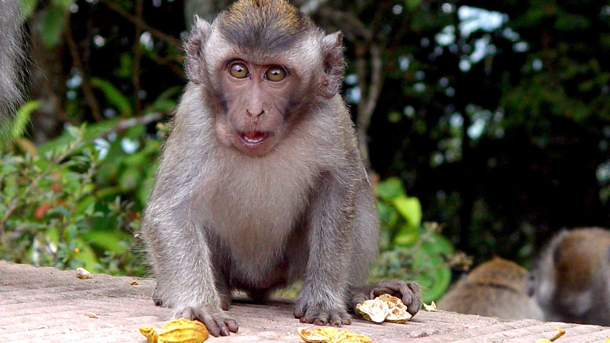 Monkey Eating Fruit Close-Up QHD Wallpaper