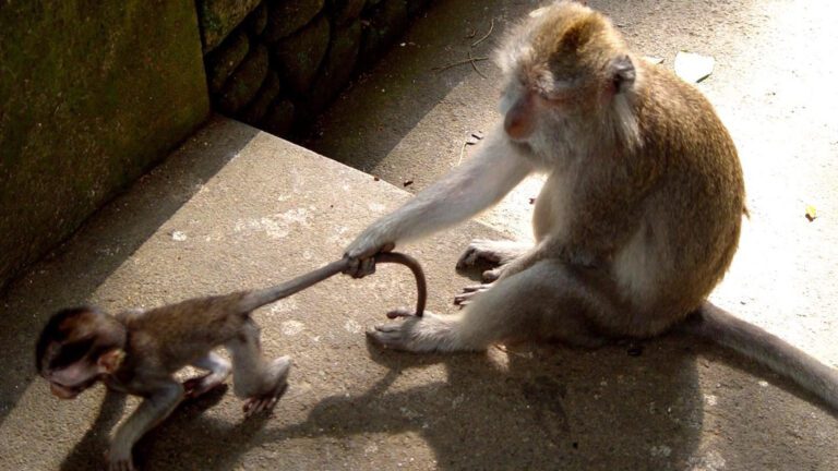 Monkey Holding Baby by Tail Wildlife Behavior HD Wallpaper