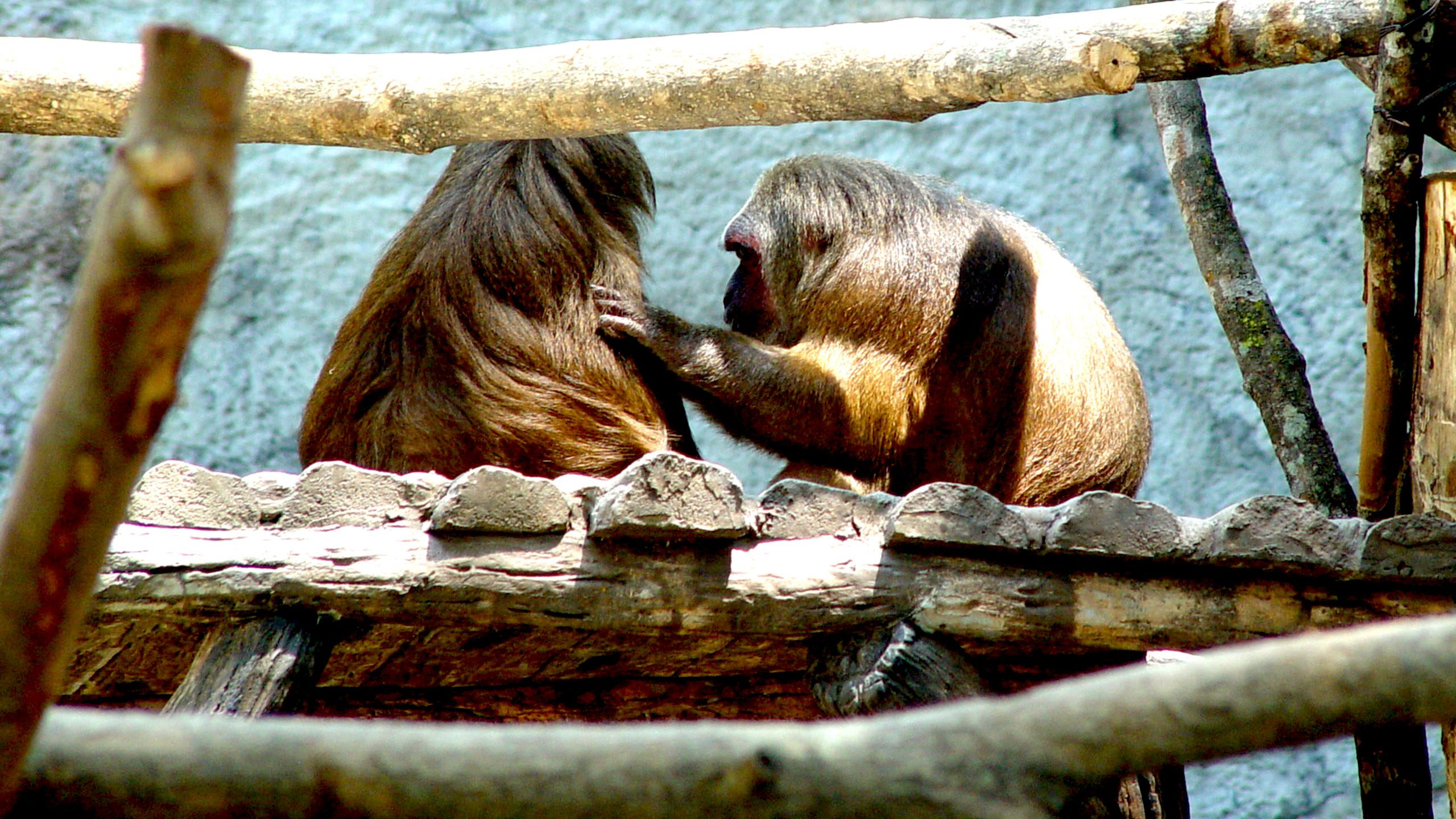 Monkeys Grooming Each Other on Wooden Structure QHD Wallpaper