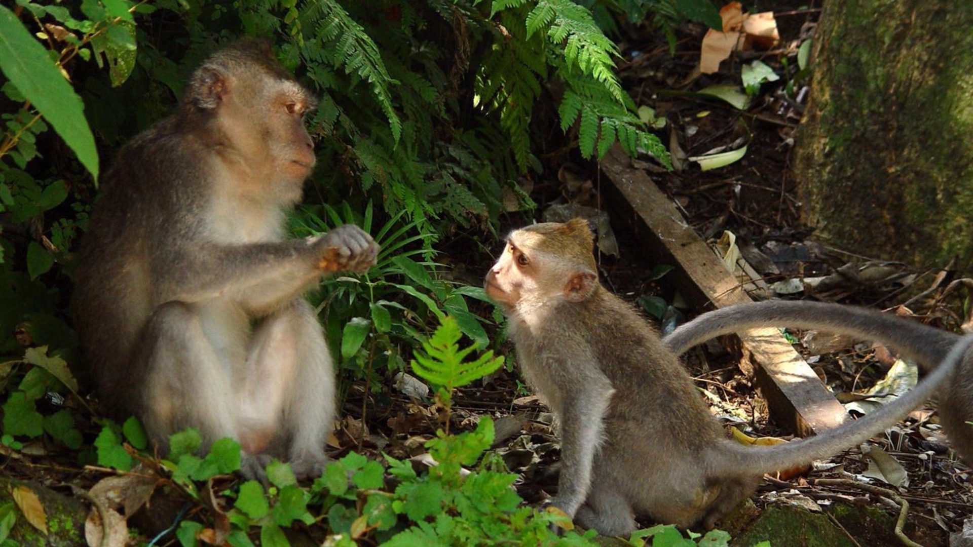 Monkeys Interacting in Jungle Forest Setting HD Wallpaper