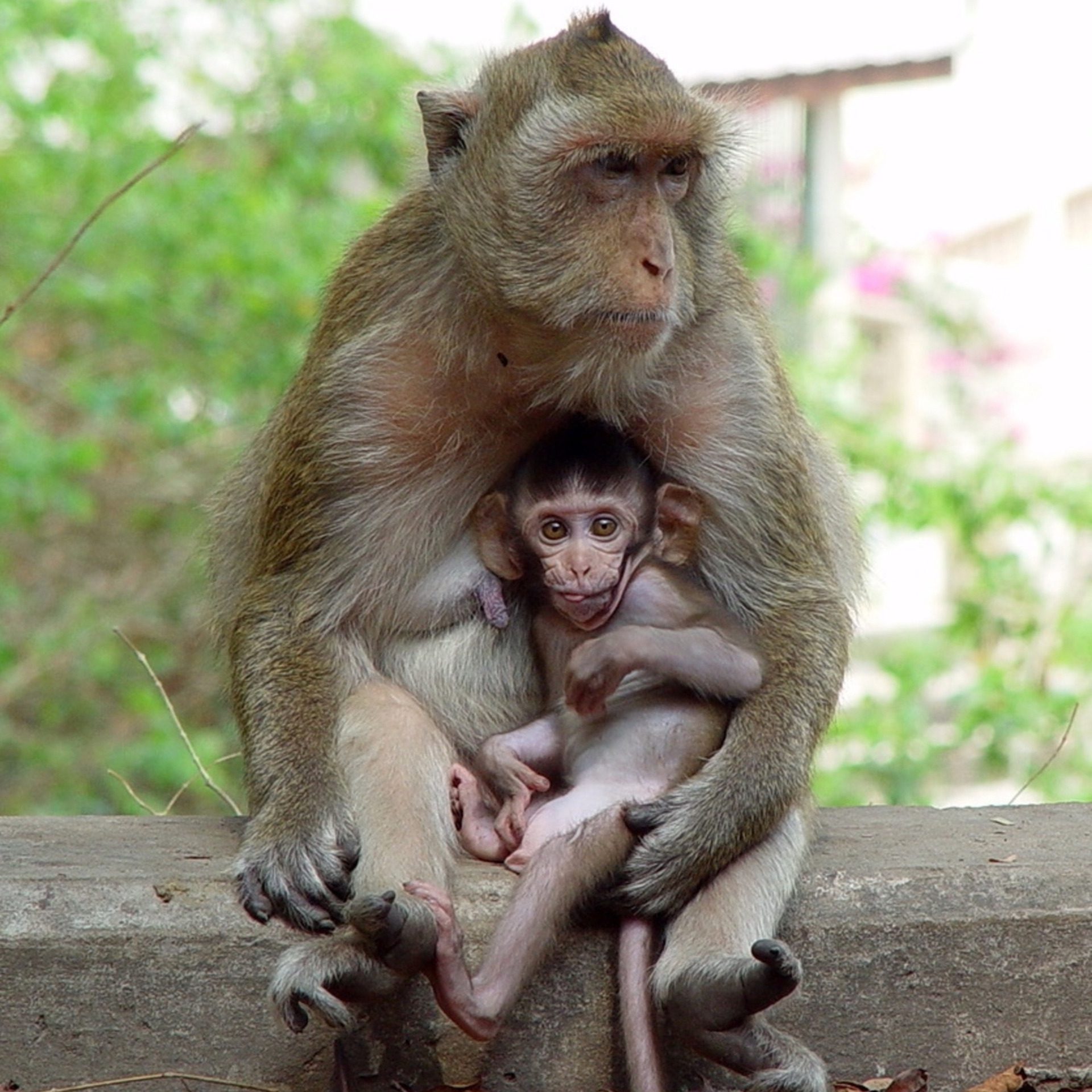 Mother Monkey Holding Baby Close-Up Wildlife HD Wallpaper