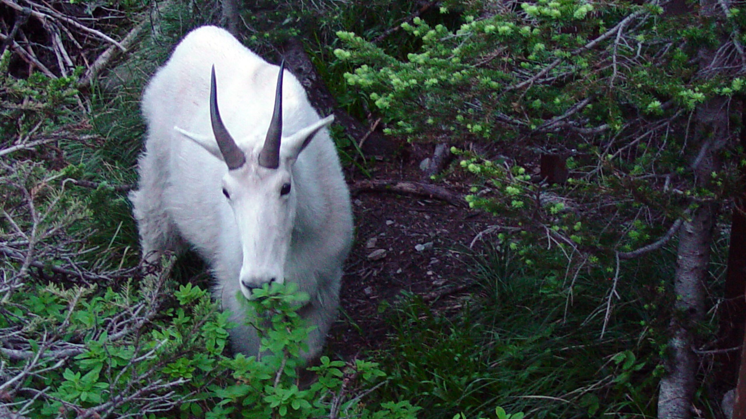 Mountain Goat in Alpine Forest Landscape 4K Wallpaper