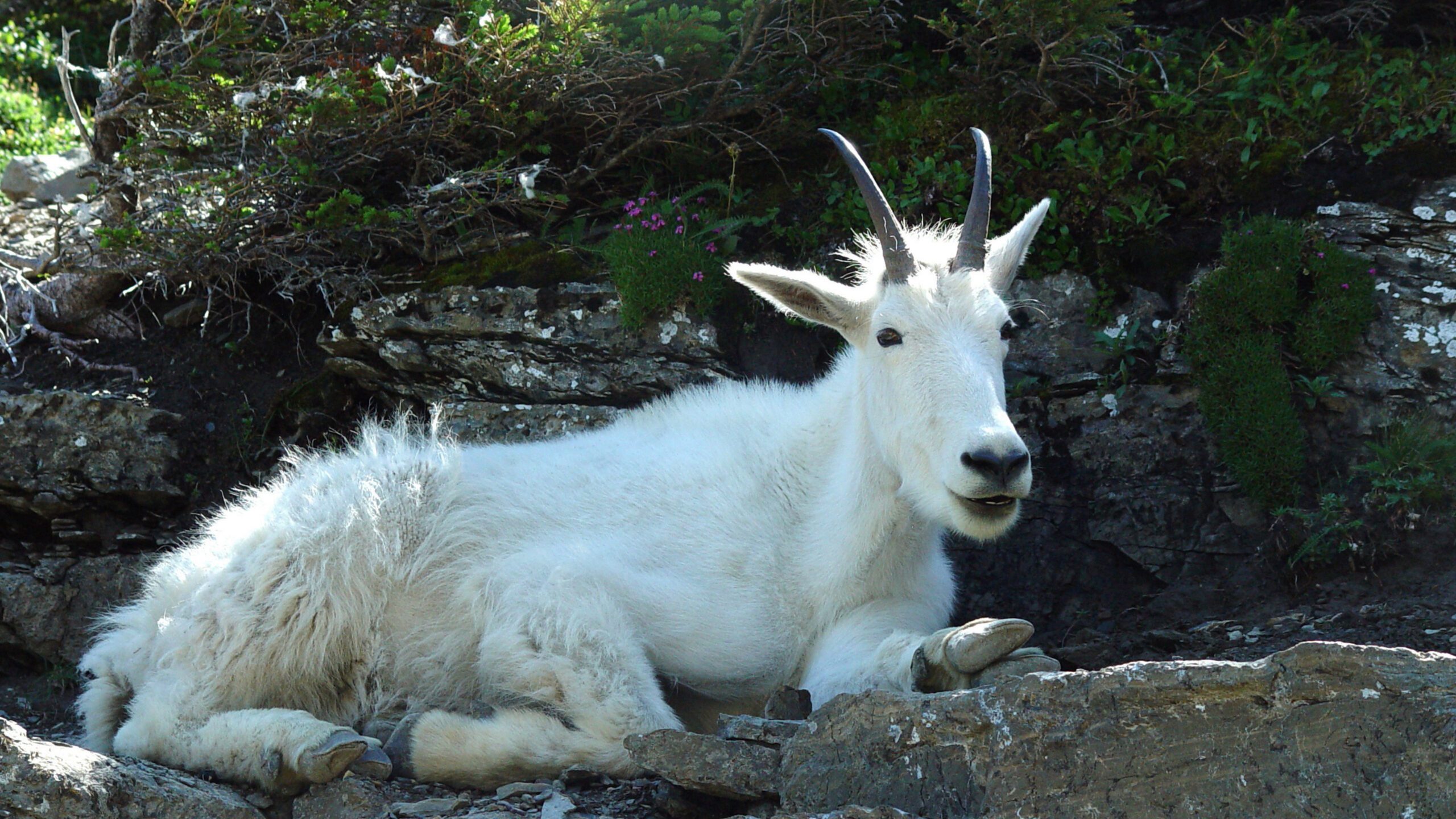 Mountain Goat Resting on Rocky Alpine Terrain 4k/QHD Wallpaper