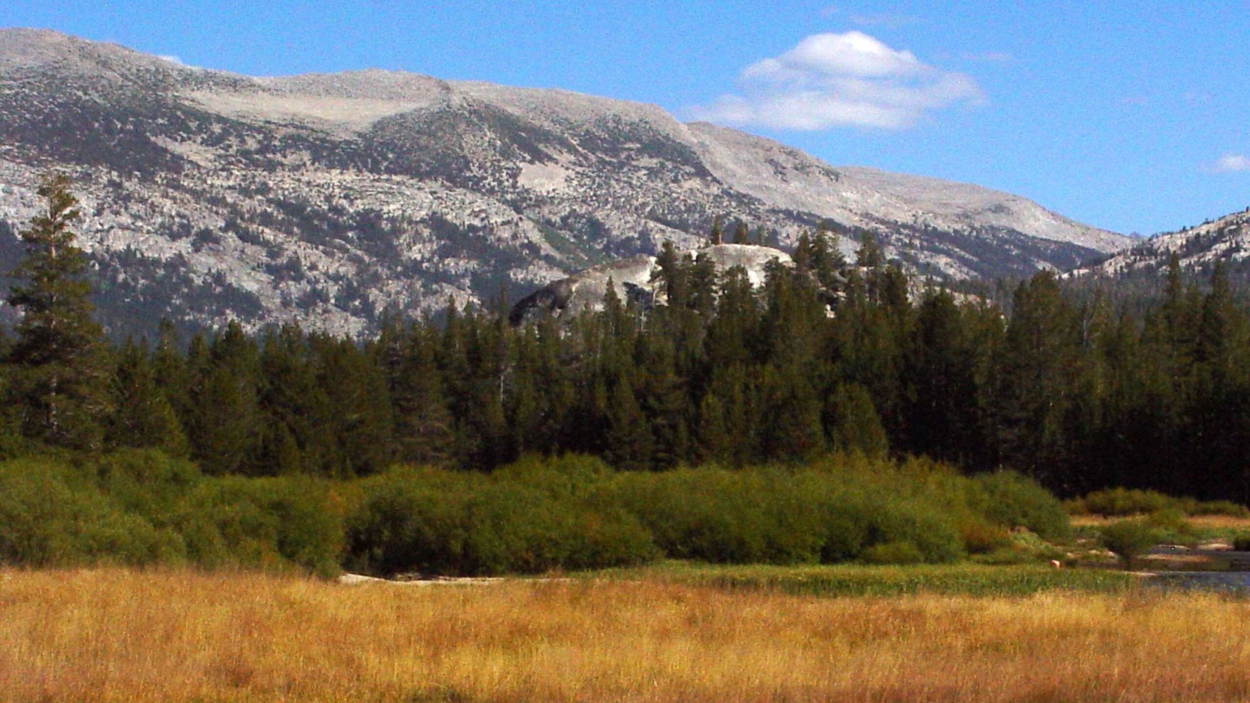 Mountain Meadow and Pine Forest Scenic 4K Wallpaper