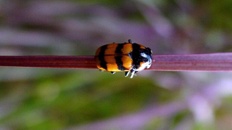 Orange and Black Striped Beetle on Stem Minimal Macro Wallpaper