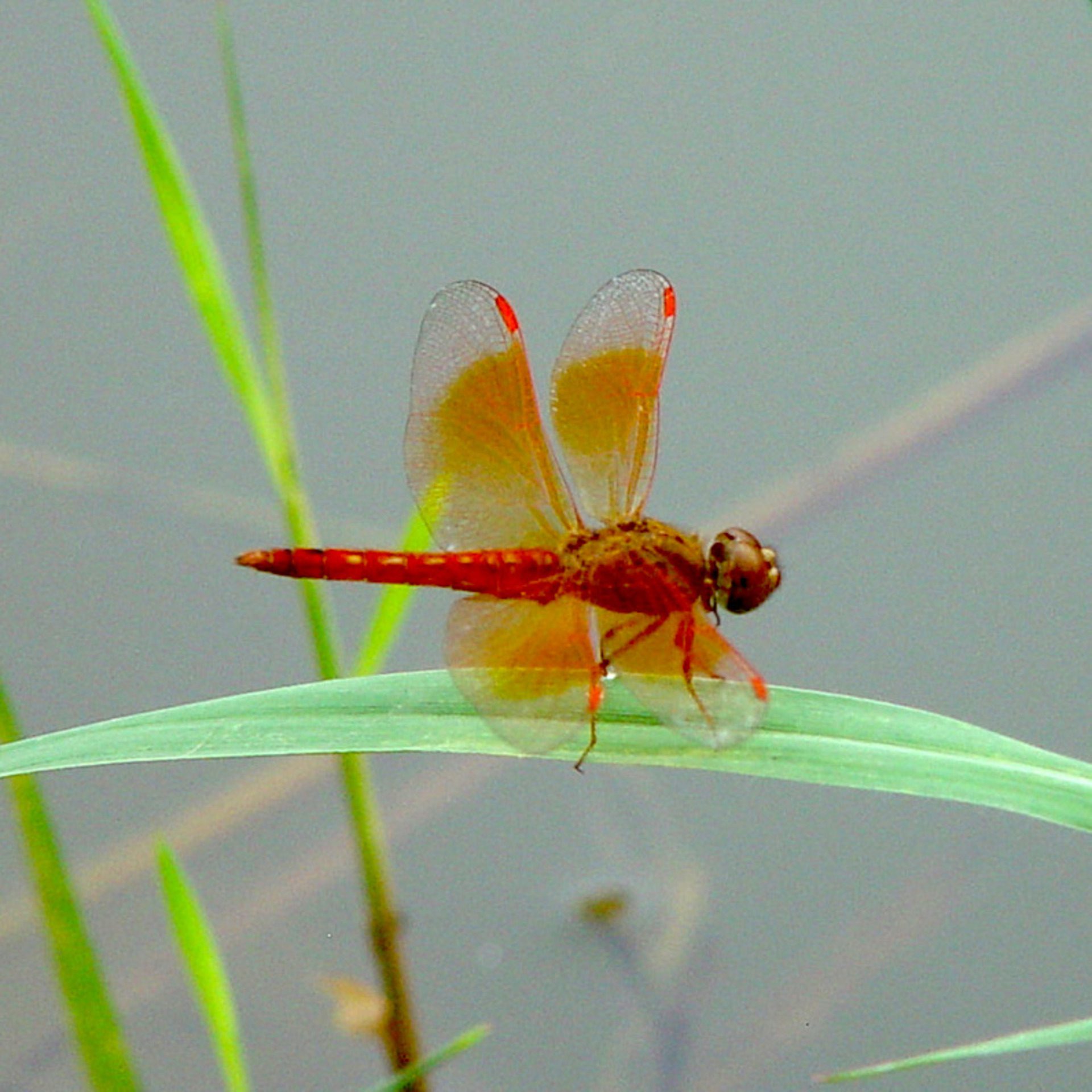 Orange Dragonfly on Grass Macro Wallpaper