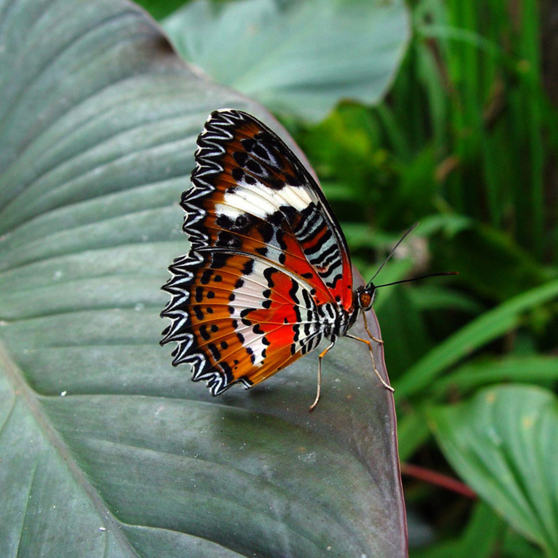 Orange Pattern Butterfly on Leaf Macro Wallpaper