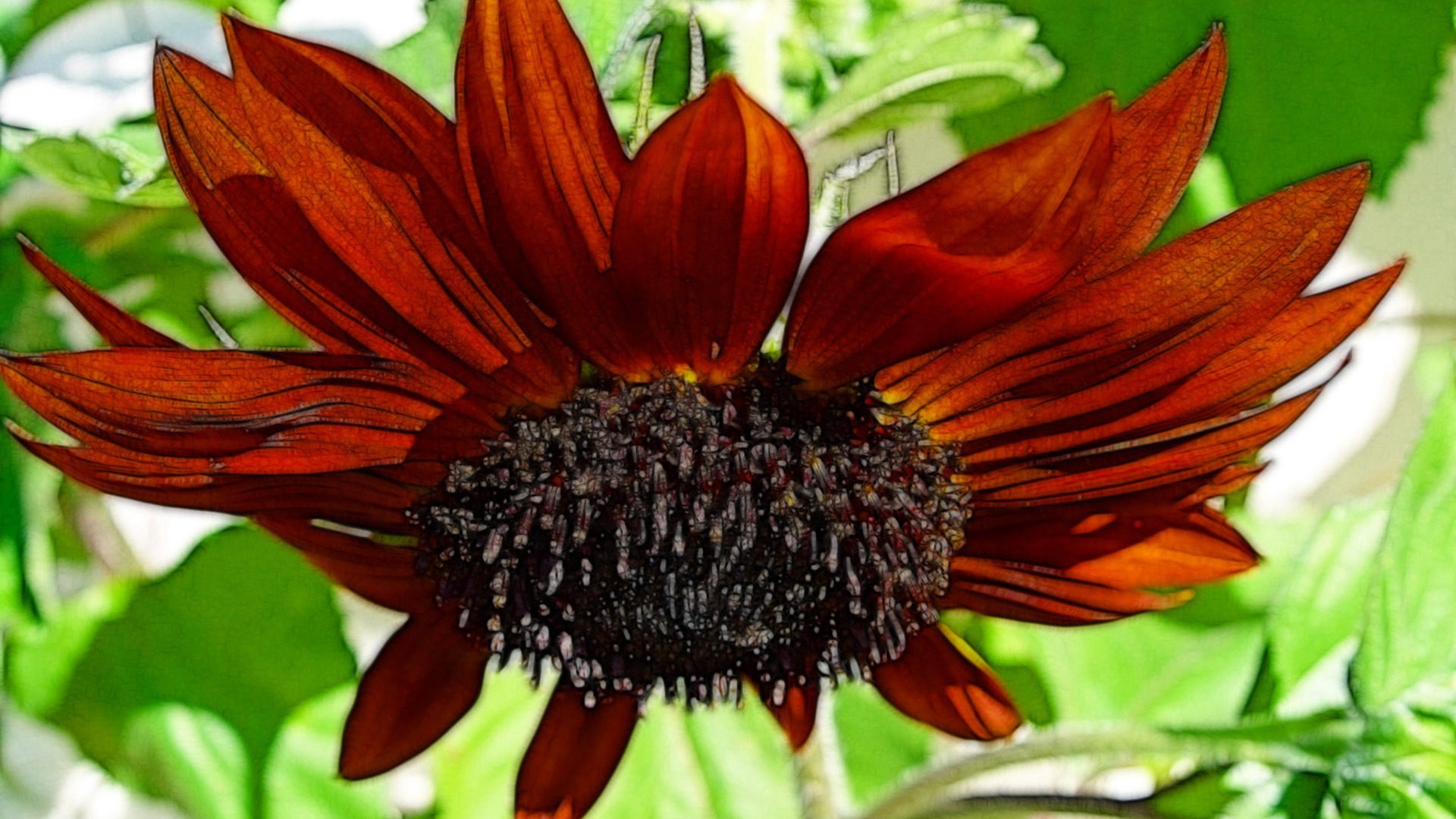 Orange Sunflower Close-Up HD Wallpaper | Floral Nature Background