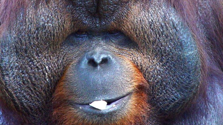 Orangutan Close-Up Portrait HD Wallpaper
