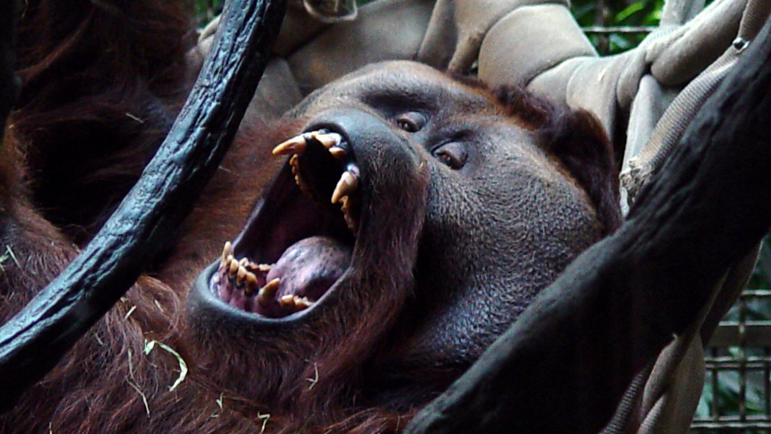 Yawning Orangutan Close-Up in Natural Habitat 4K/QHD Wallpaper