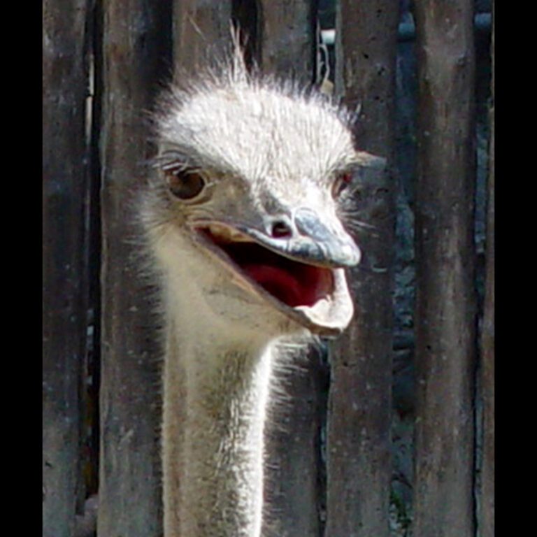 Ostrich Close-Up Portrait with Open Beak HD Wallpaper