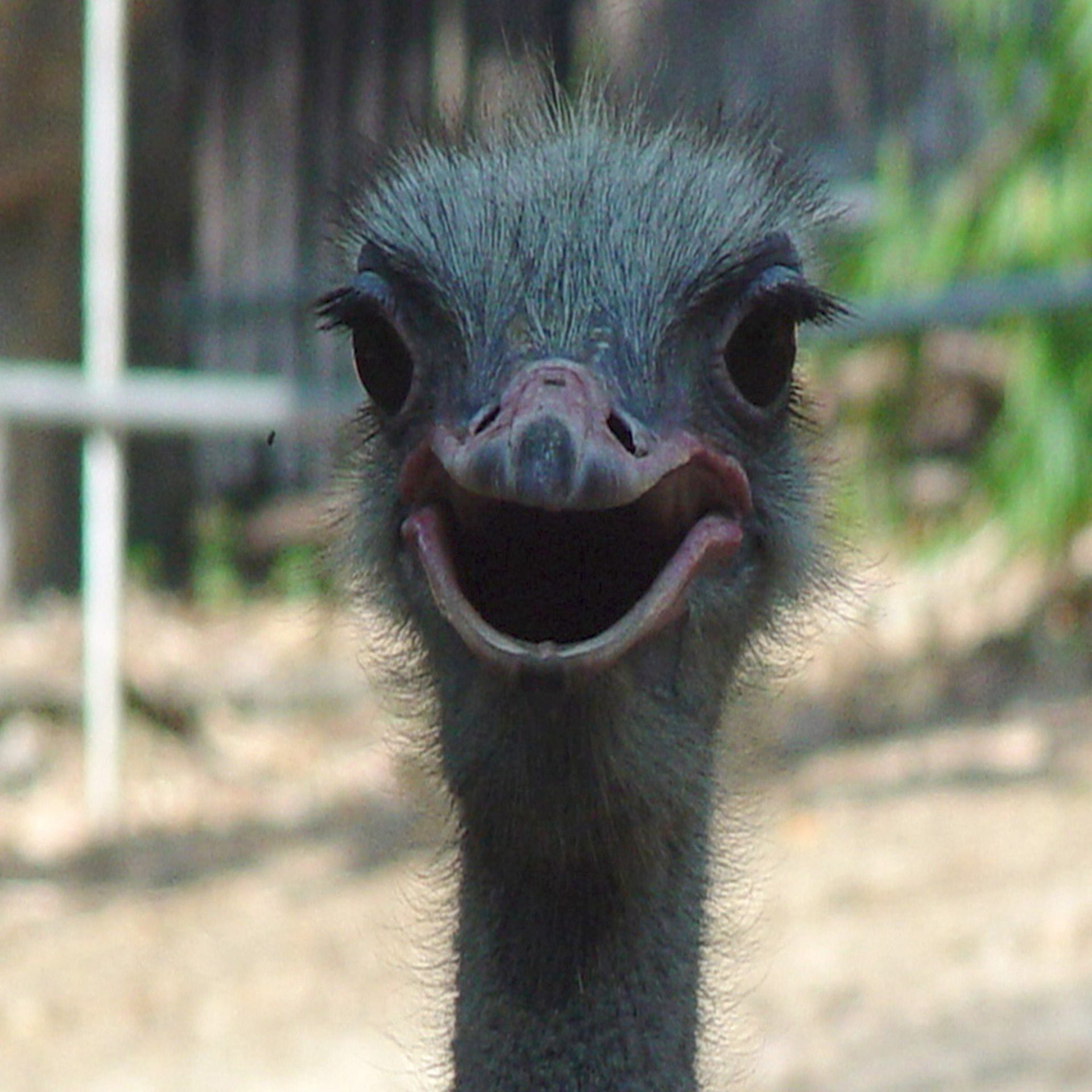 Ostrich Face Close-Up Wildlife Portrait Wallpaper