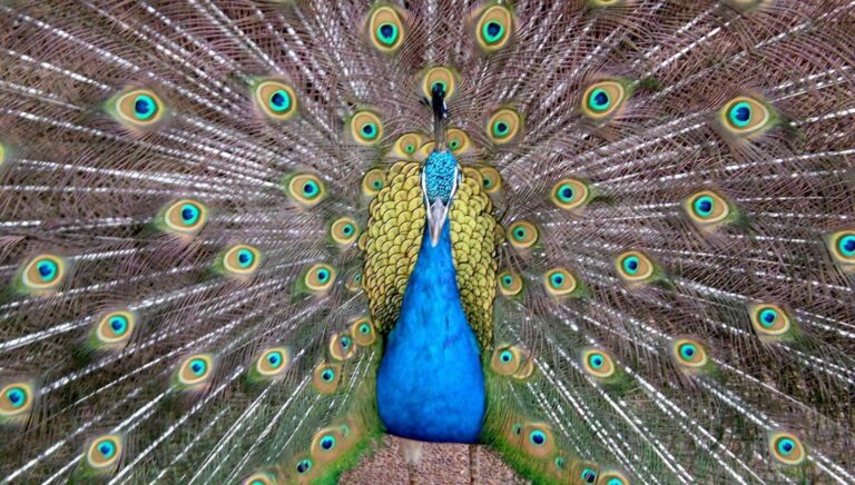 Peacock Displaying Vibrant Feathers 4K Wallpaper