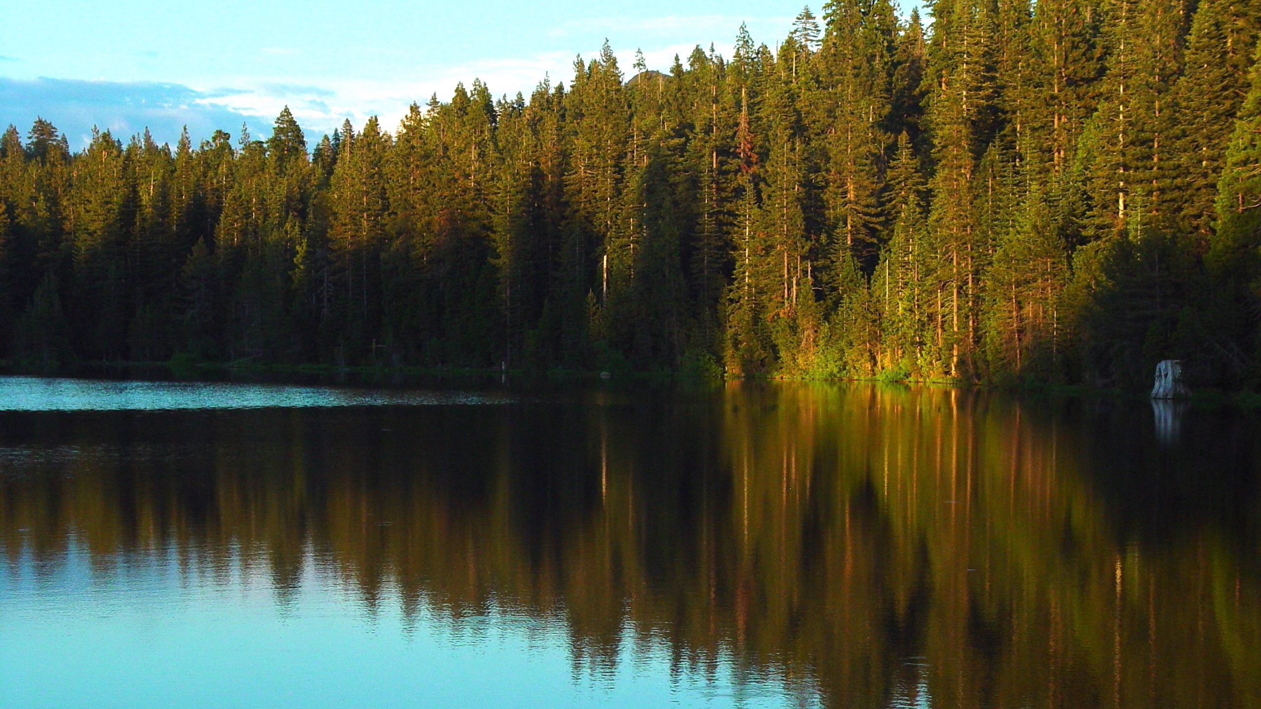 Pine Forest Reflection on Lake – Golden Light QHD Wallpaper