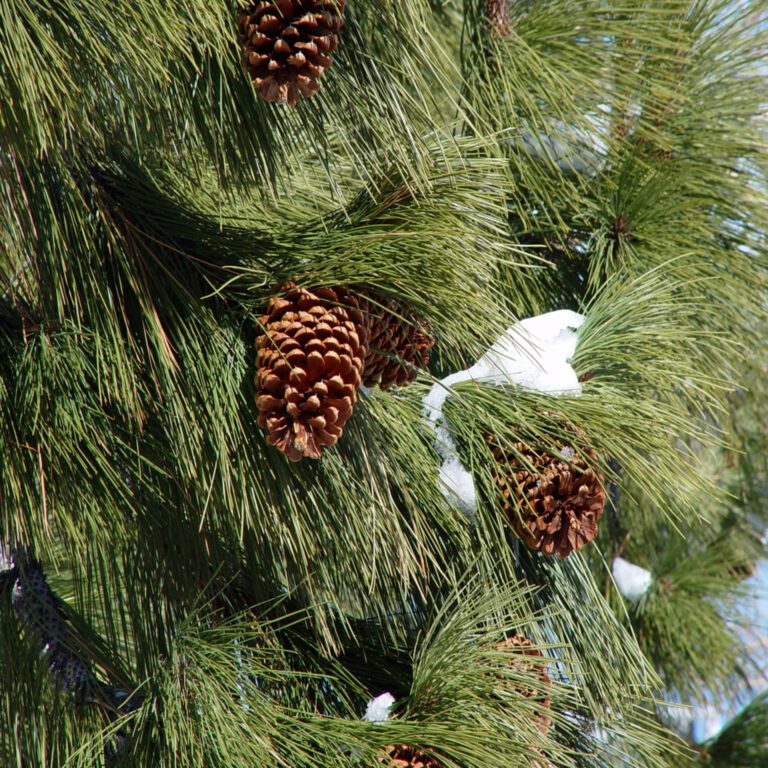 Pine Tree Branch with Cones and Snow Wallpaper