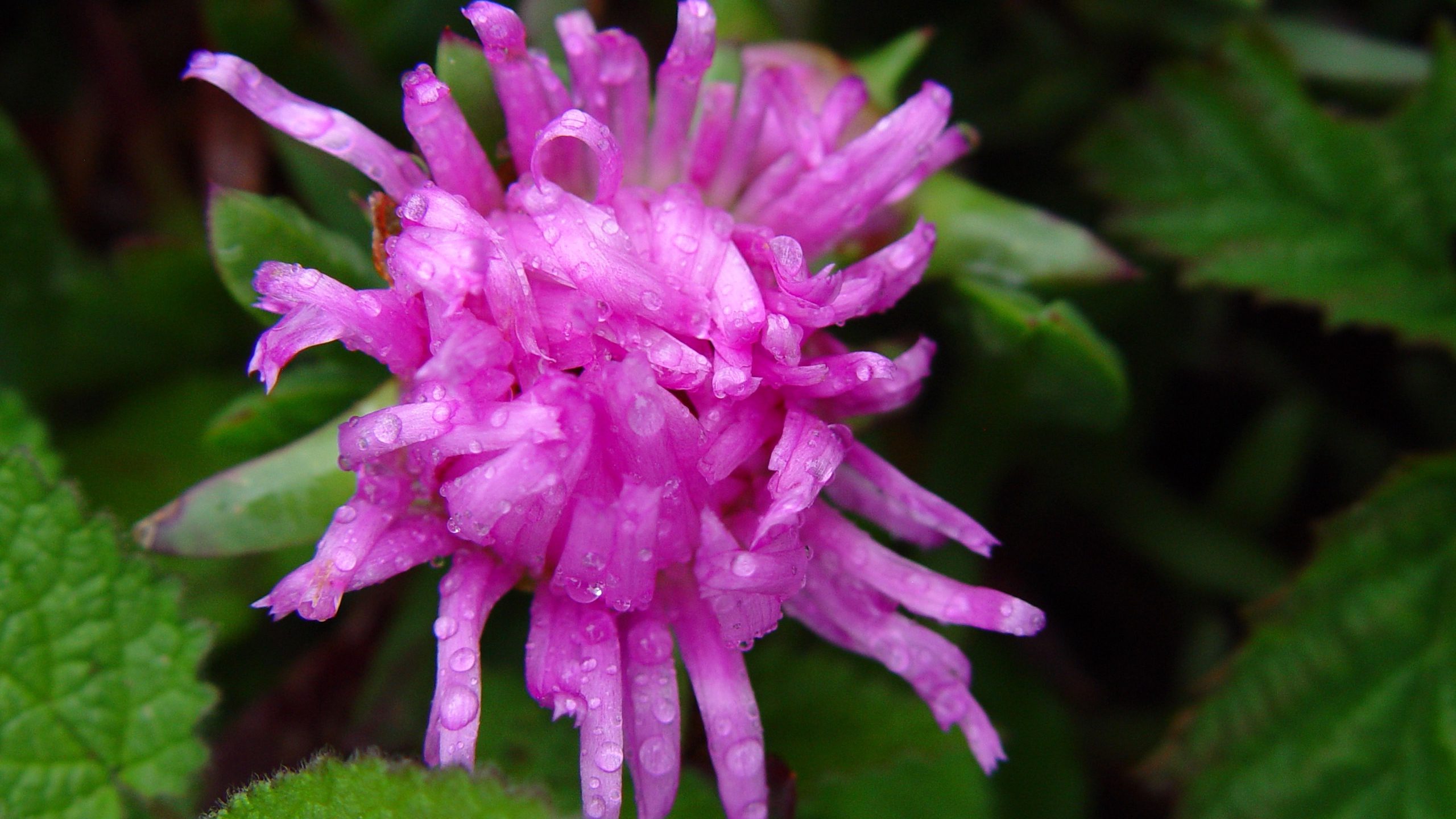 Pink Curly Flower with Water Drops QHD Wallpaper