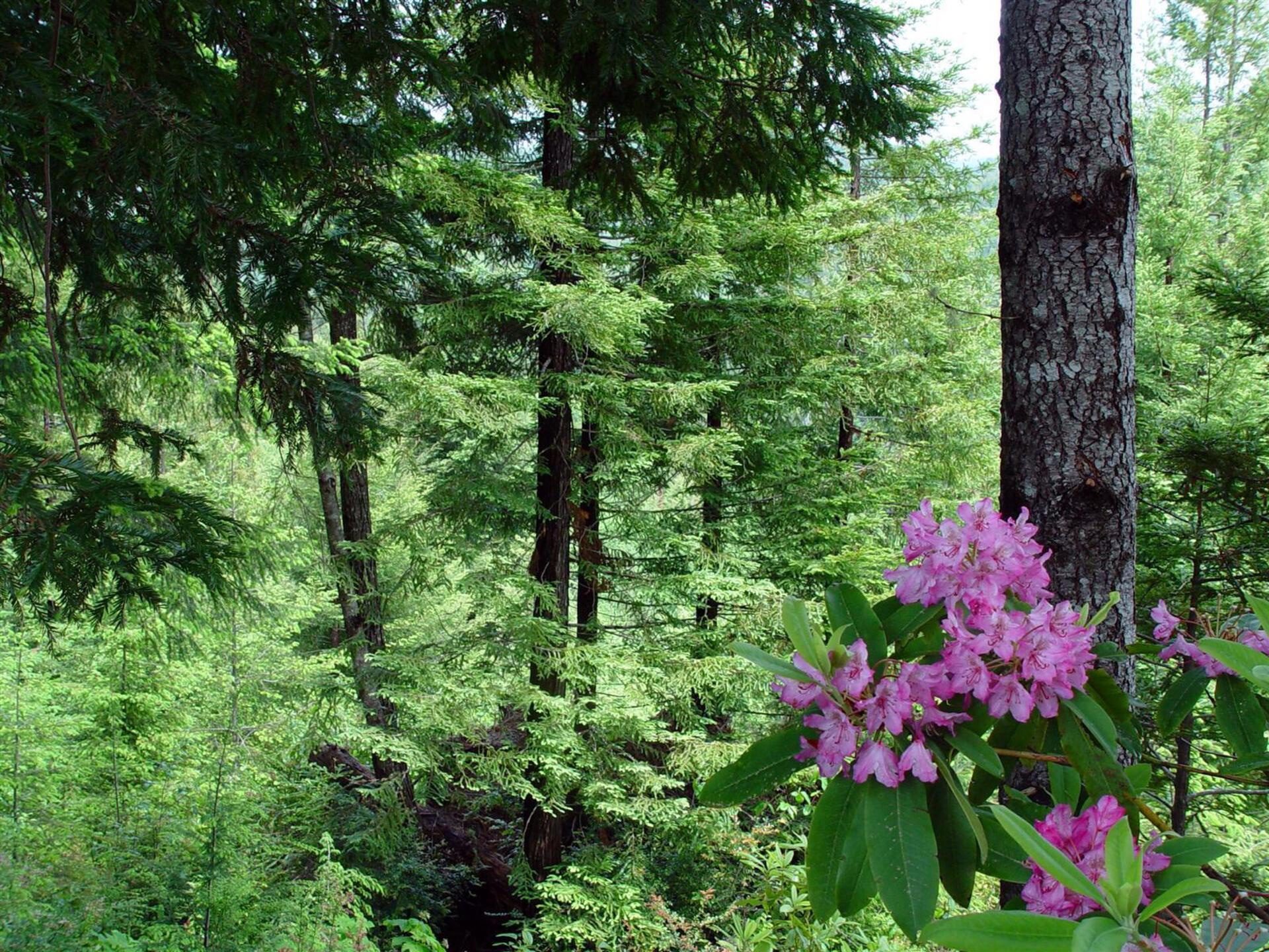 Pink Flowers Forest HD Wallpaper | Spring Nature Background