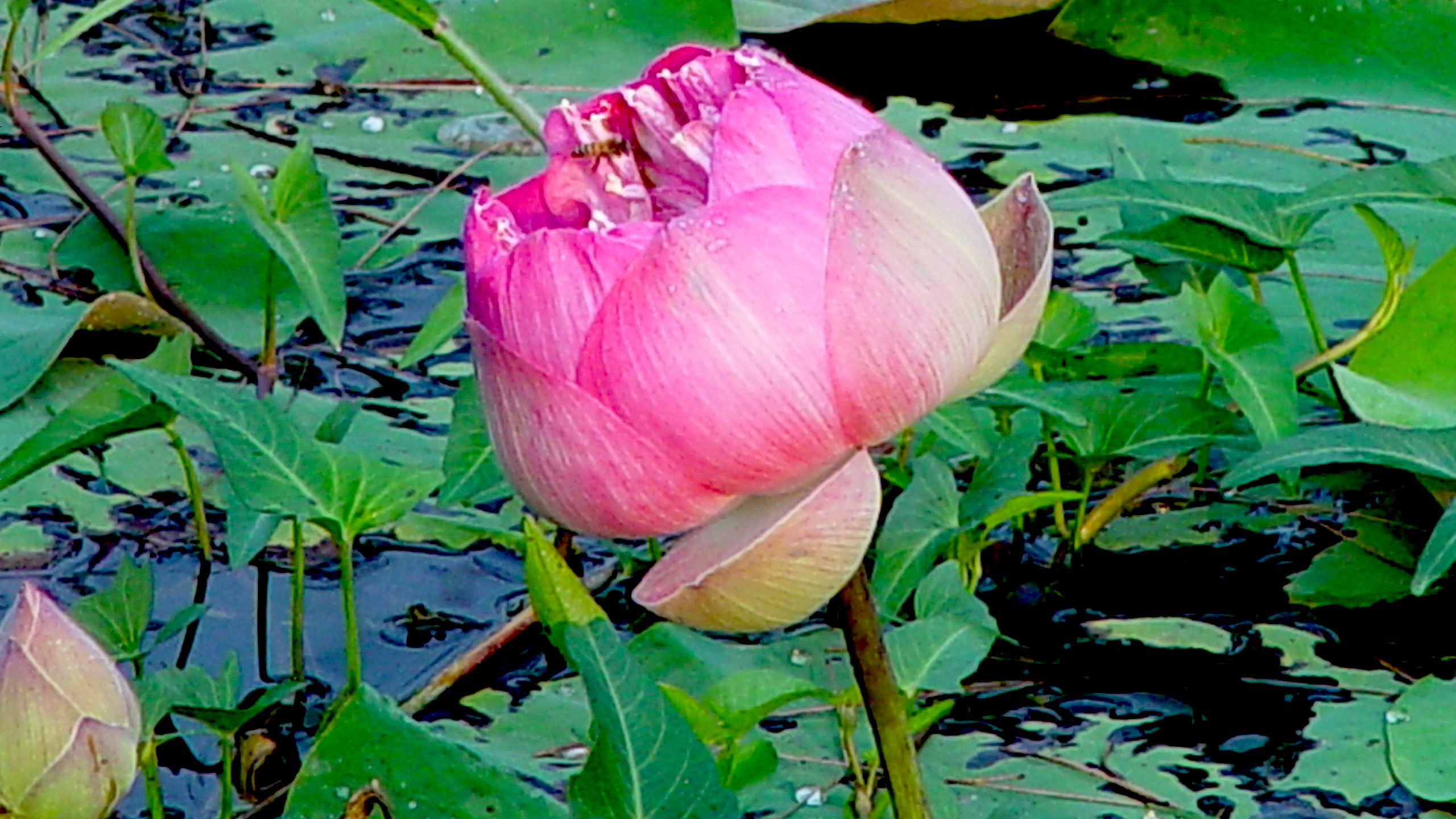 Pink Lotus Bud Close-Up QHD Wallpaper