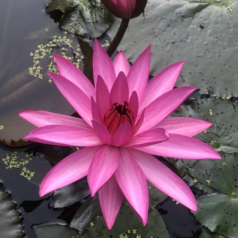 Pink Lotus Water Lily Square Wallpaper