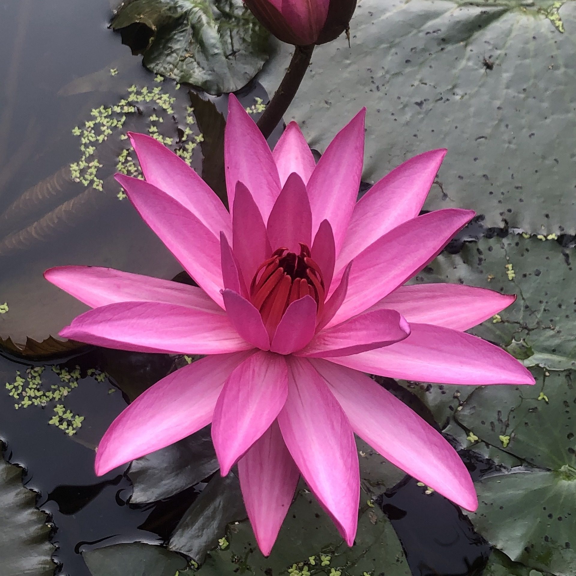 Pink Lotus Water Lily Square Wallpaper