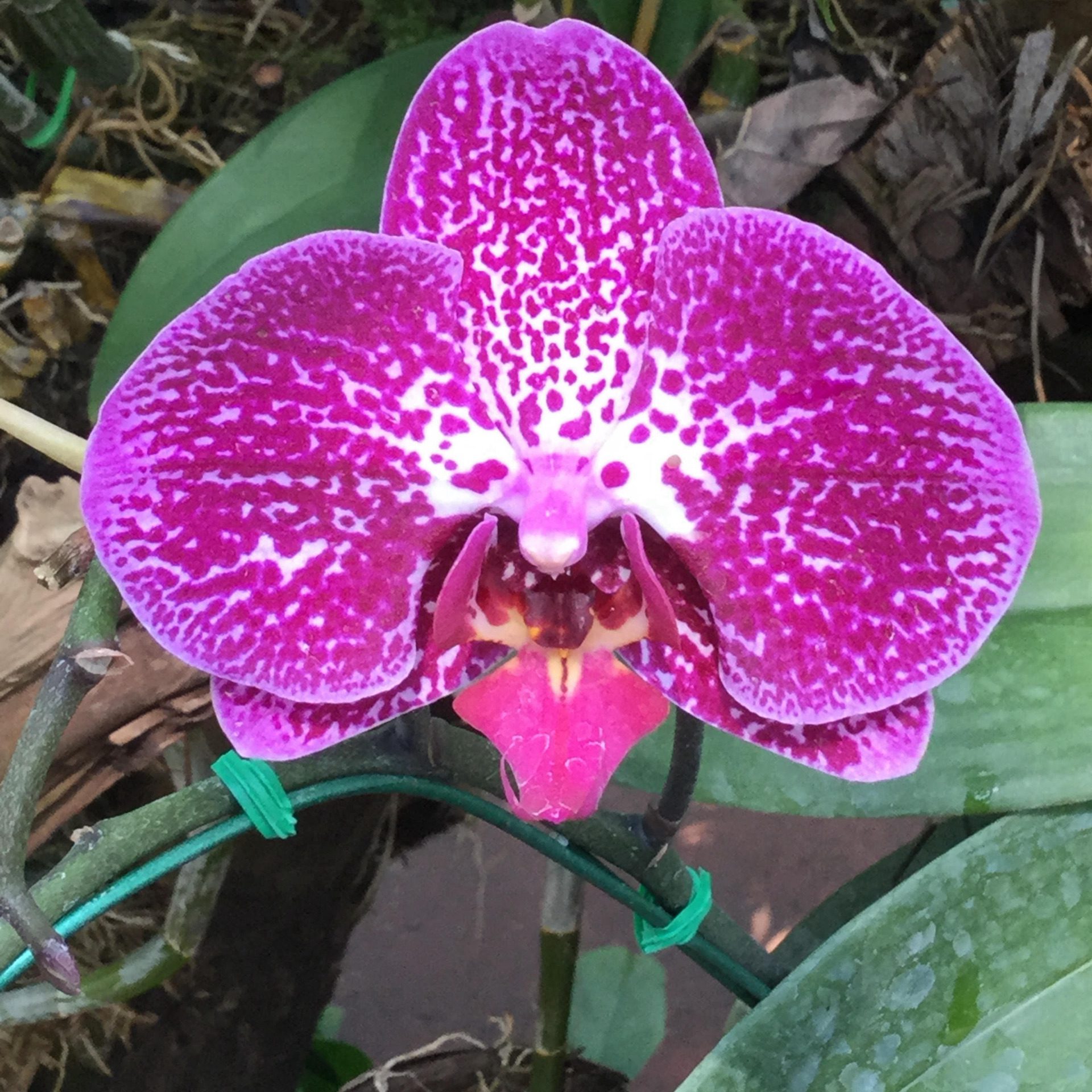 Pink Orchid Close-Up Pattern Square Wallpaper