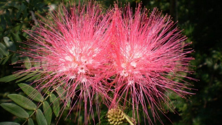 Pink Powder Puff Flower Macro HD Wallpaper