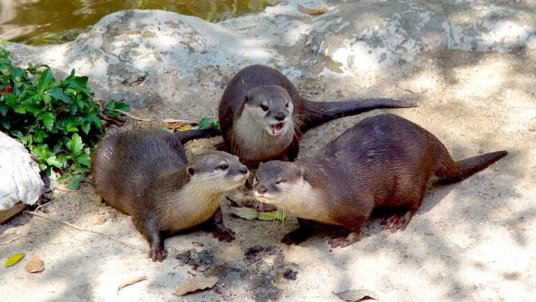 Playful Otters Gathering on Sandy Riverside 4K/QHD Wallpaper