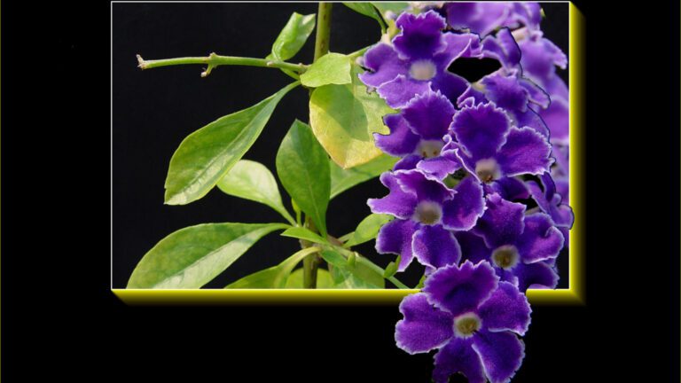 Purple Flowers Framed Layered Artistic QHD Wallpaper