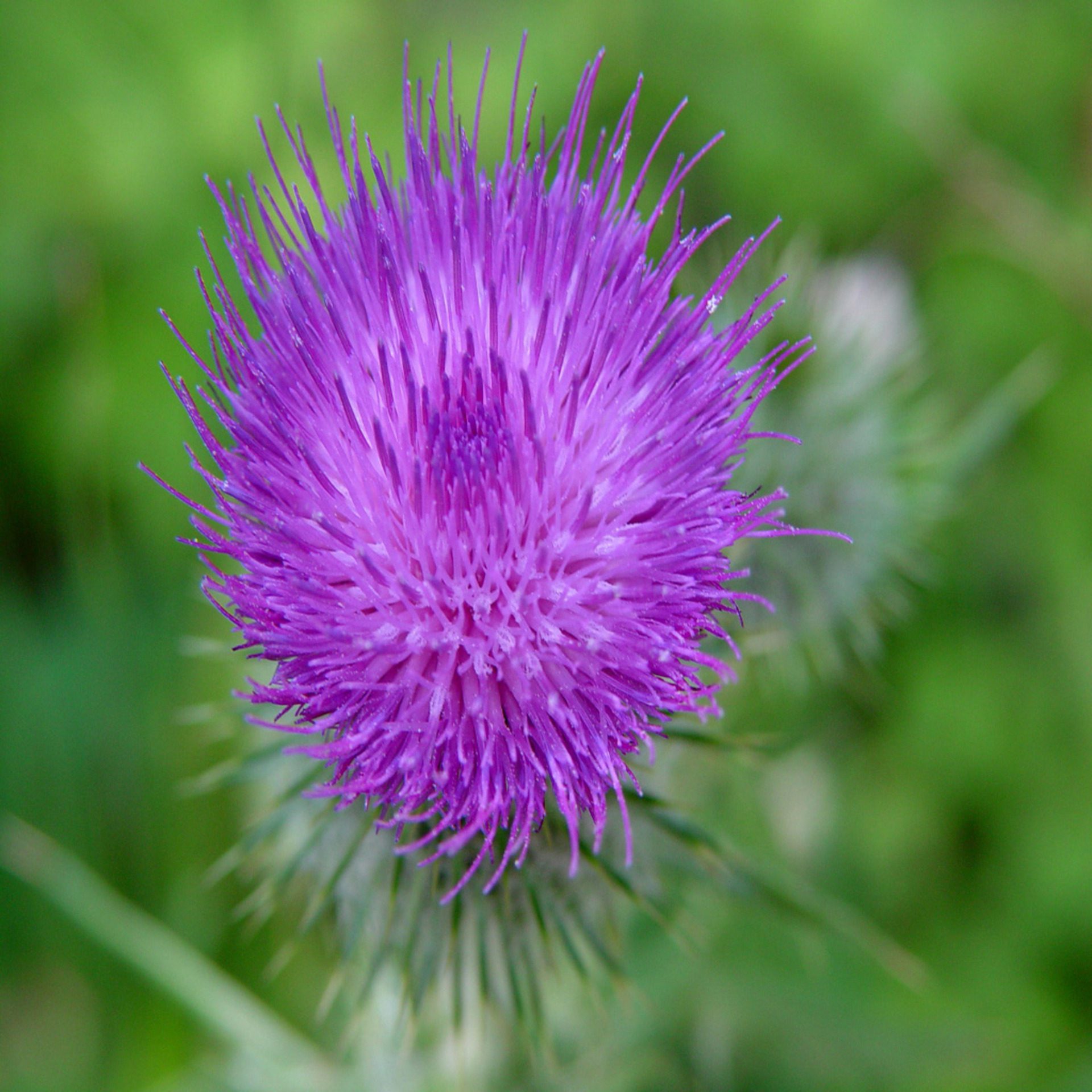 Purple Thistle Flower Macro Wildflower Wallpaper