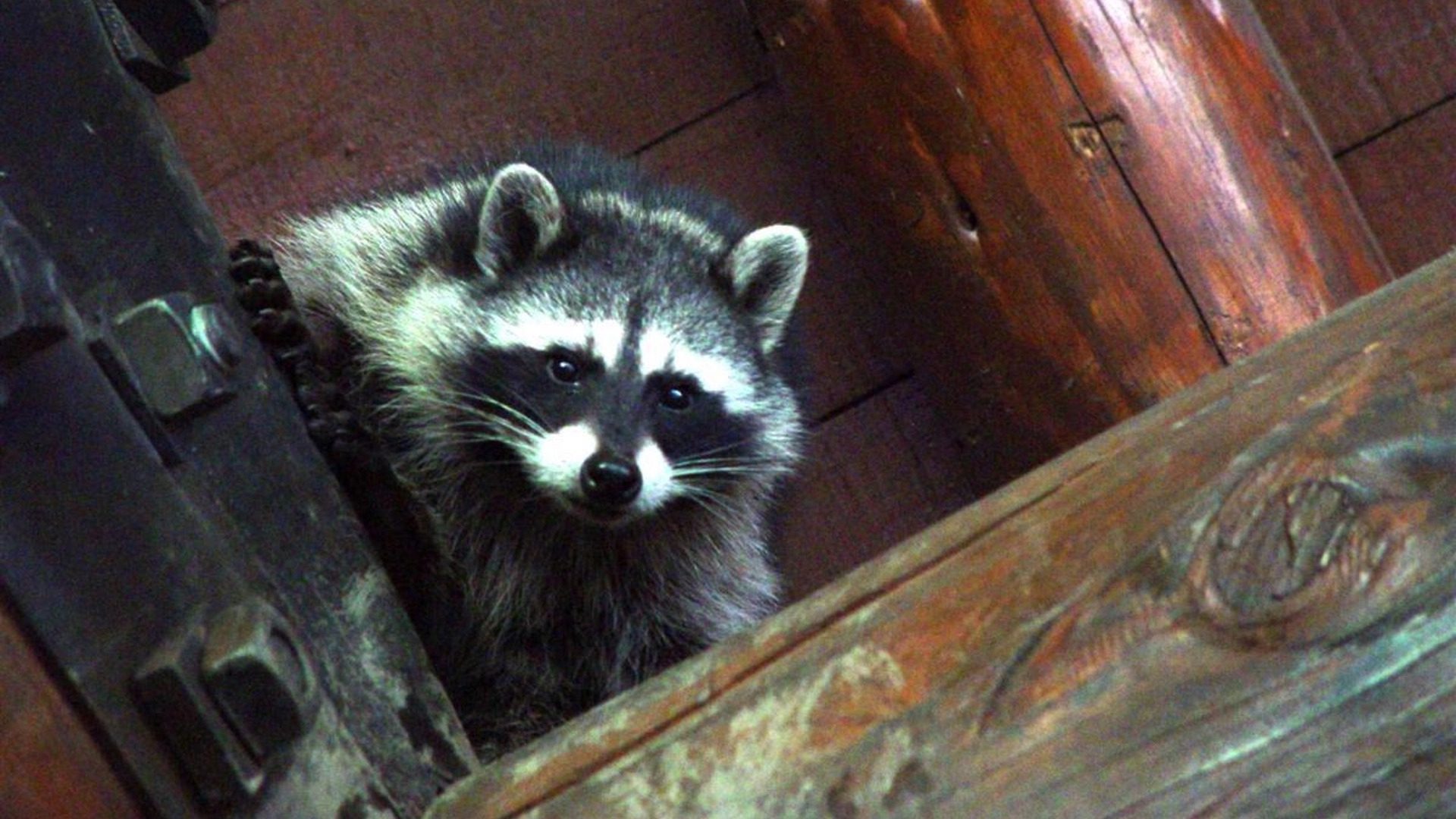 Raccoon Peeking from Wooden Rafters HD Wallpaper